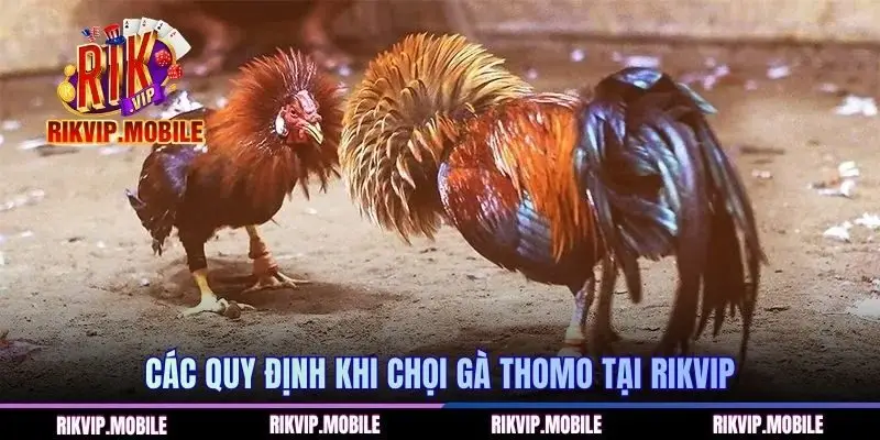 Các quy định khi chọi gà Thomo tại RIKVIP