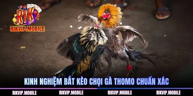 Kinh nghiệm bắt kèo chọi gà Thomo chuẩn xác