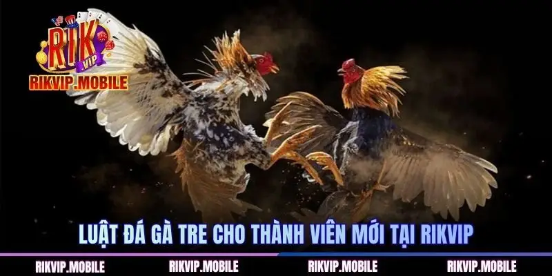 Luật đá gà tre cho thành viên mới tại RIKVIP