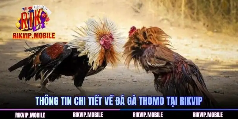 Thông tin chi tiết về đá gà Thomo tại RIKVIP